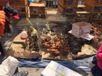 [재래시장] 고소한 시장의 향기, 5일부터 5일간 열리는 용문장