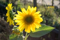 [출사지] 구로 천왕역 출사 장소, 항동 기찻길